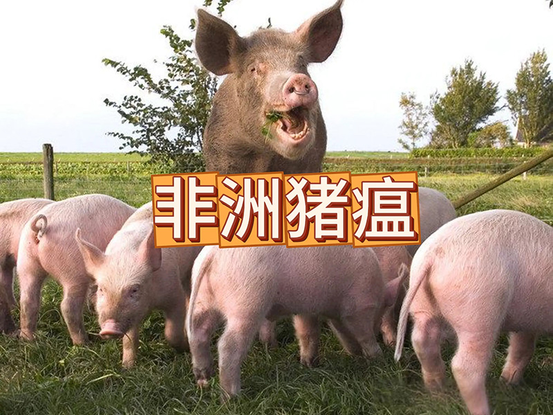 非洲猪瘟主要的六大传播途径